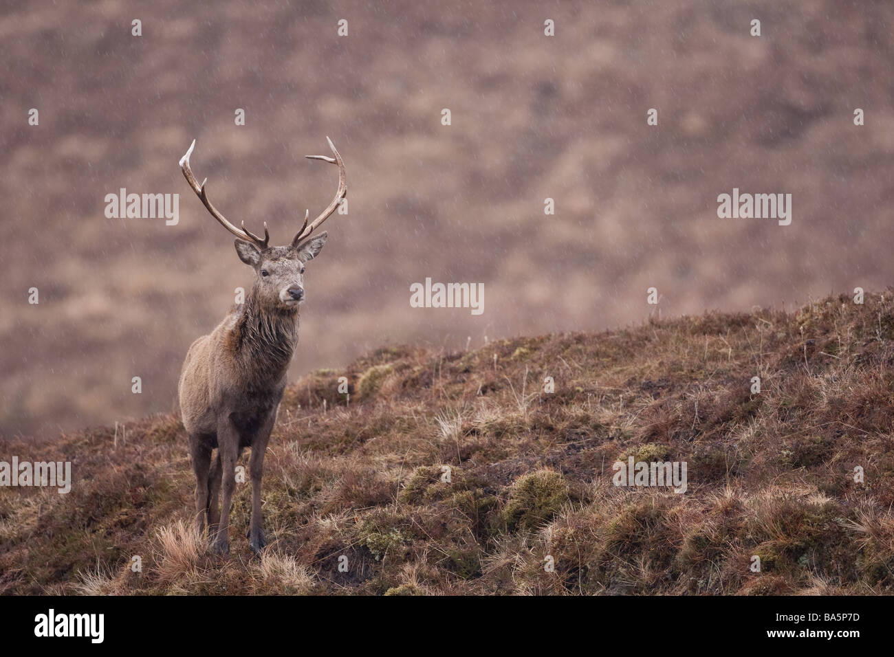 Red Deer Stag in the rain at Alladale in the Scottish Highlands Stock Photo