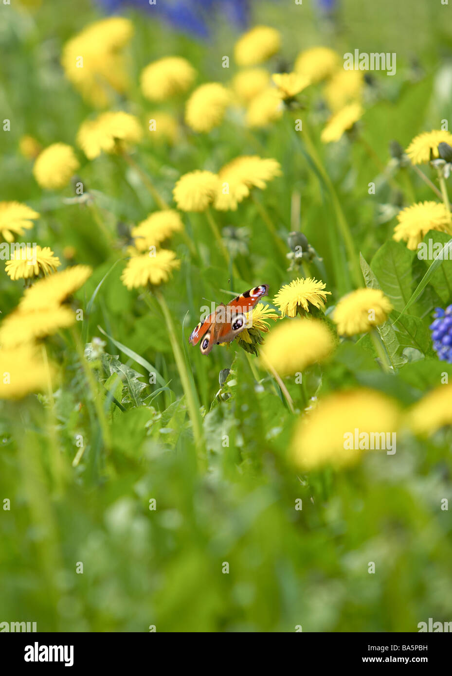 A peacock butterfly on a Dandelion photographed in a wild english garden in early spring. Stock Photo