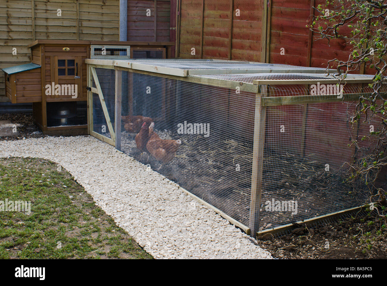 Hens in a chicken run in an urban garden Stock Photo Alamy