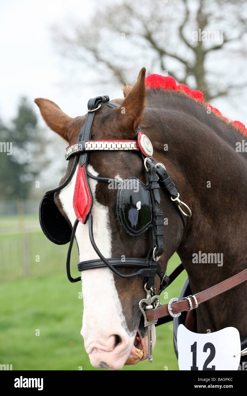 London harness horse parade hi-res stock photography and images - Alamy