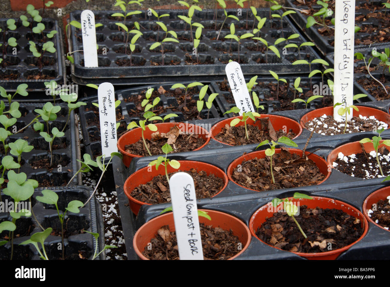Trays and pots of tomato and vegetable seedlings Stock Photo