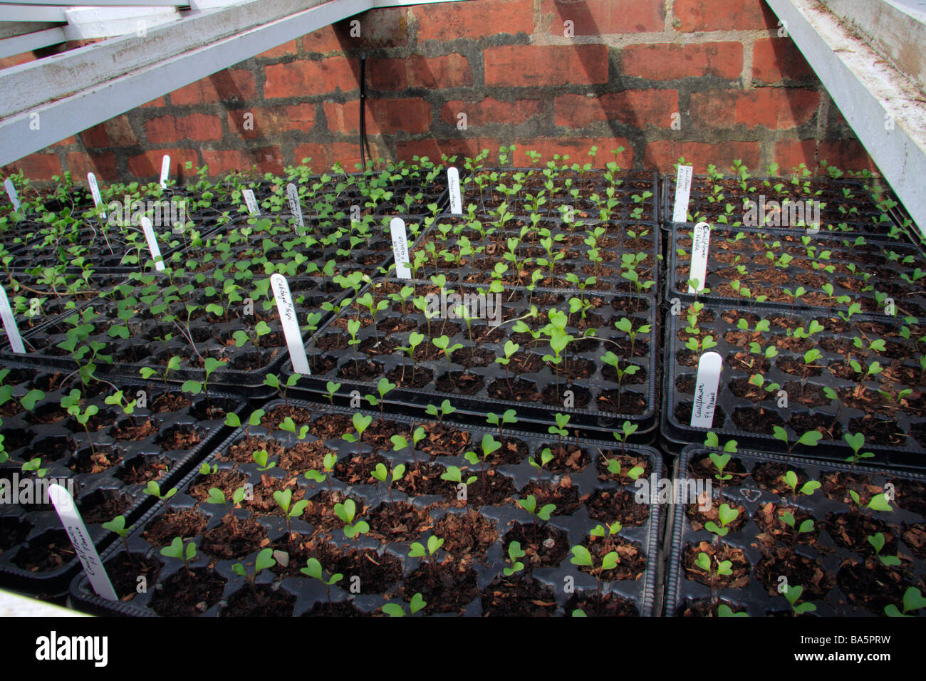 Trays of plant seedlings in cold frame Stock Photo Alamy