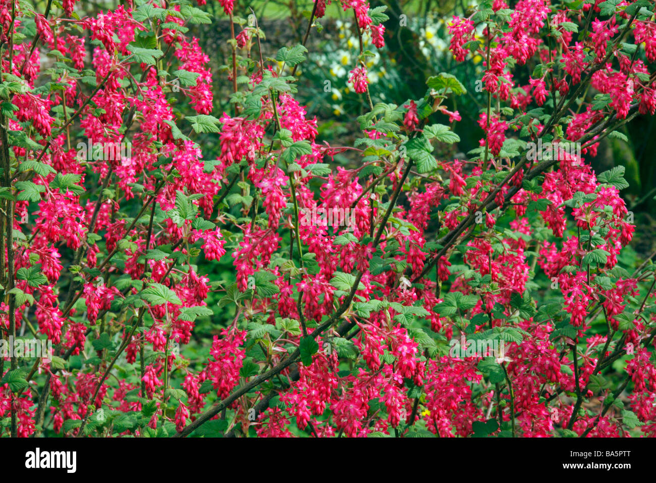 Flowering Currant Ribes x gordianum Stock Photo