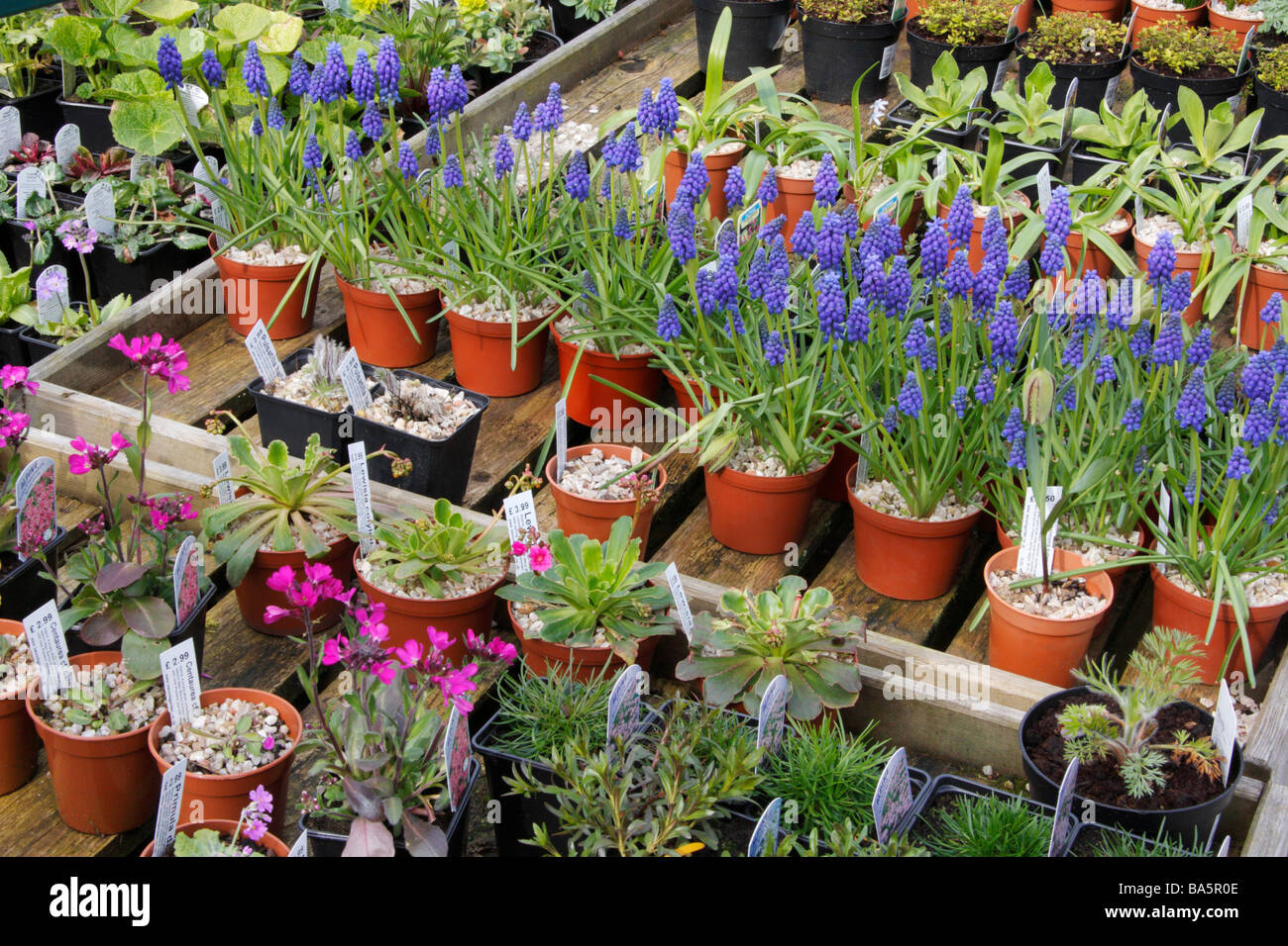 Plants in garden centre Stock Photo Alamy