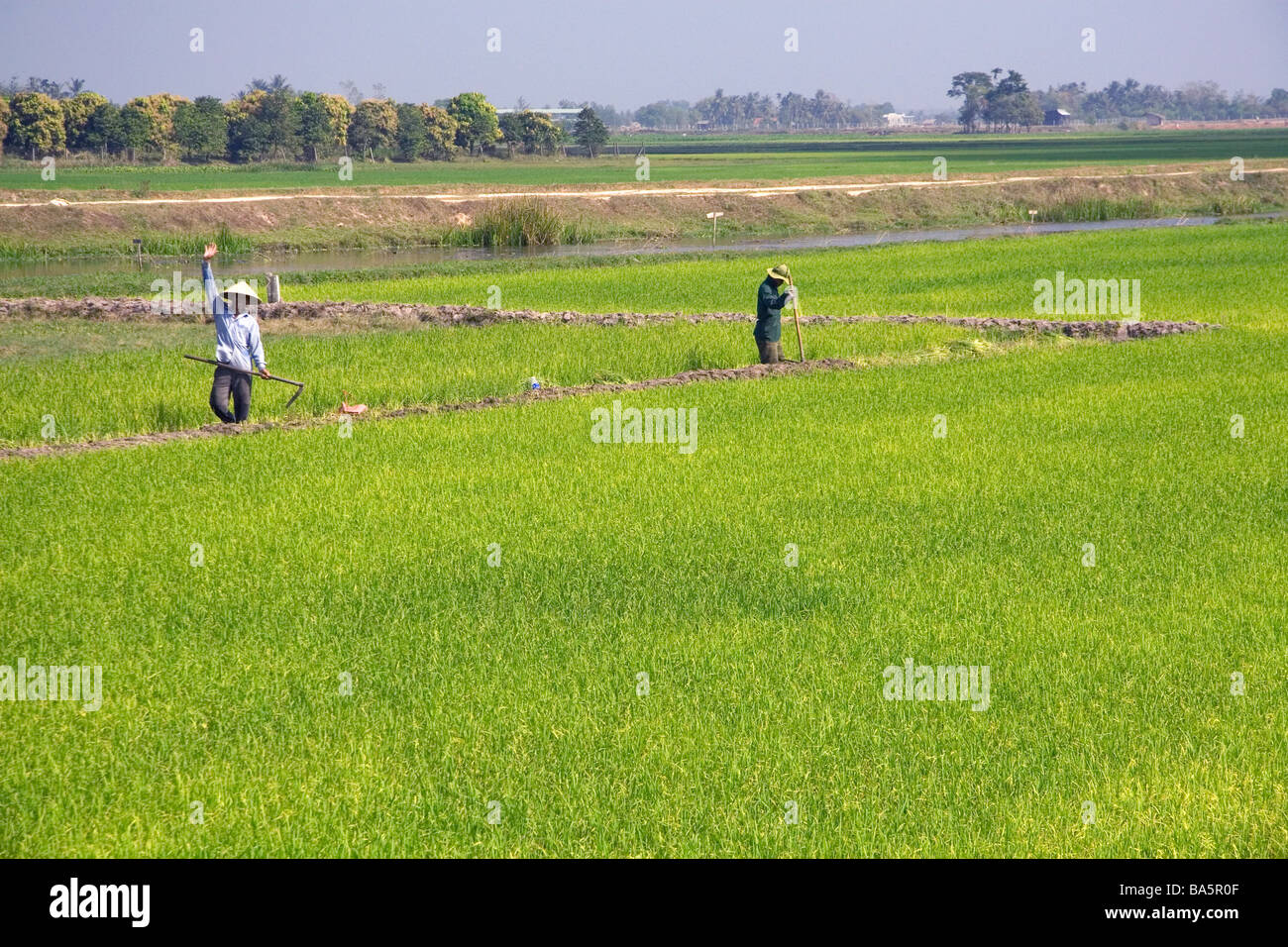 Rice paddy fields near Tay Ninh Vietnam Stock Photo