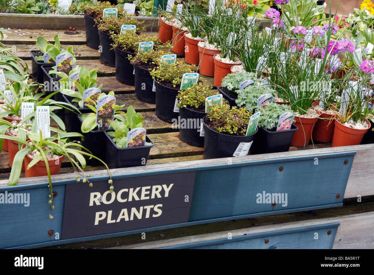Rockery plants for sale in garden centre Stock Photo