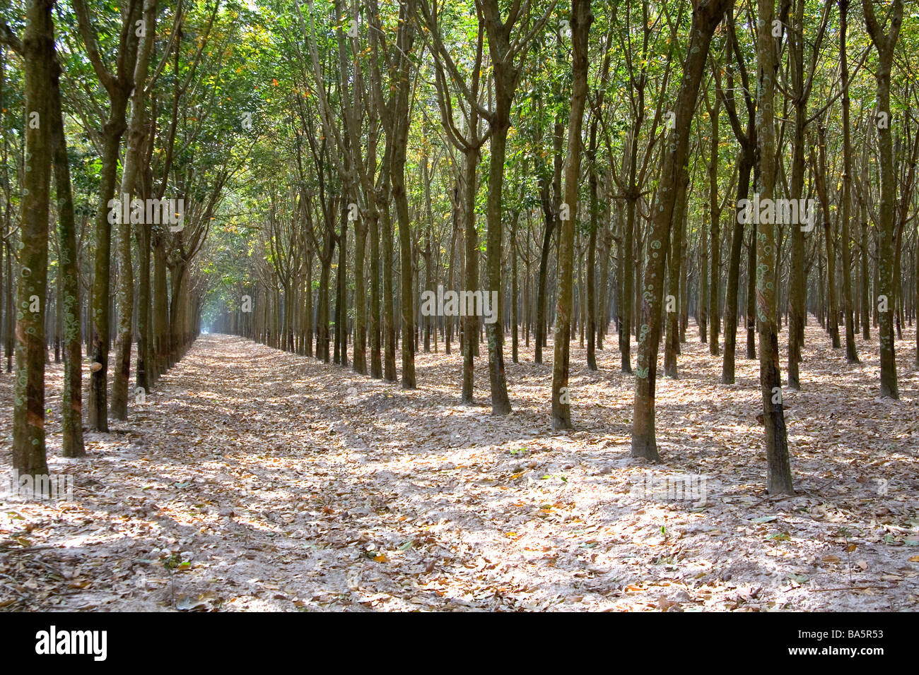 Rubber tree plantation near Tay Ninh Vietnam Stock Photo