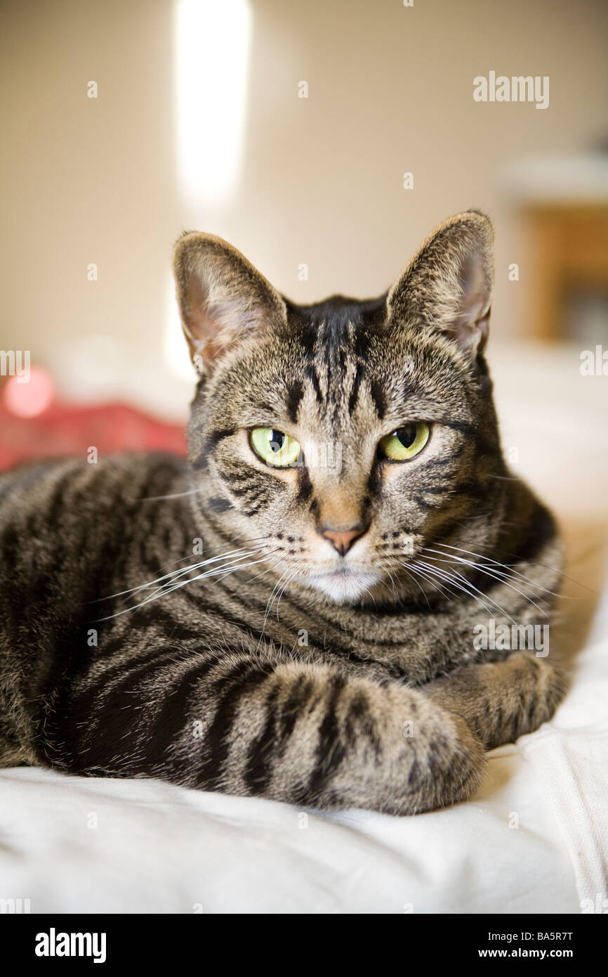 tabby cat portrait Stock Photo