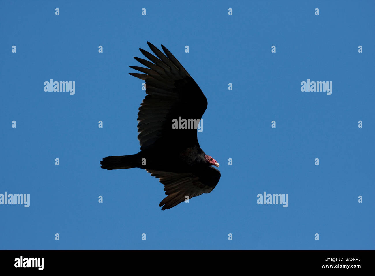 A Turkey Vulture flying over Point Reyes National Seashore, California