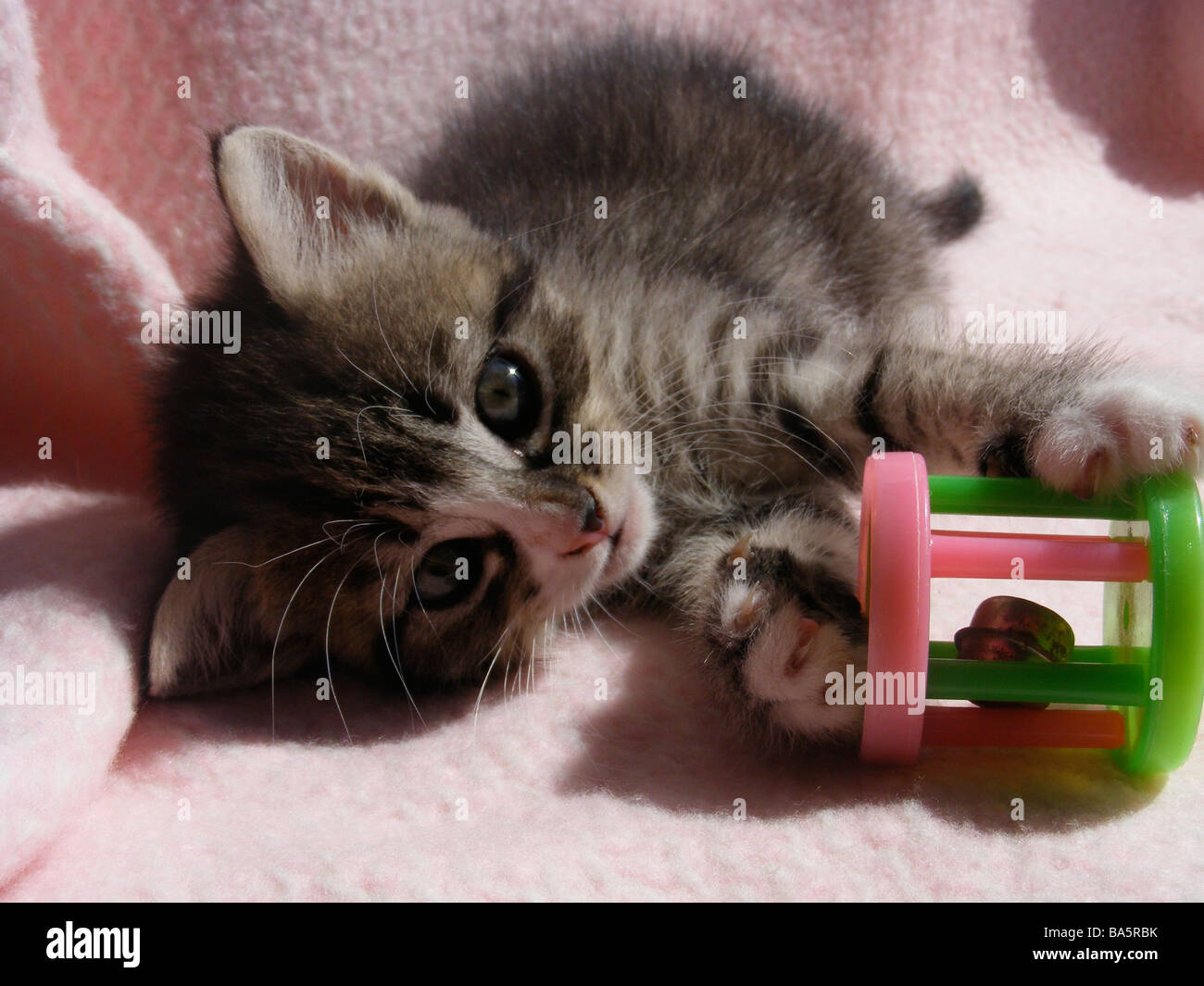 Tabby playing hi-res stock photography and images - Alamy