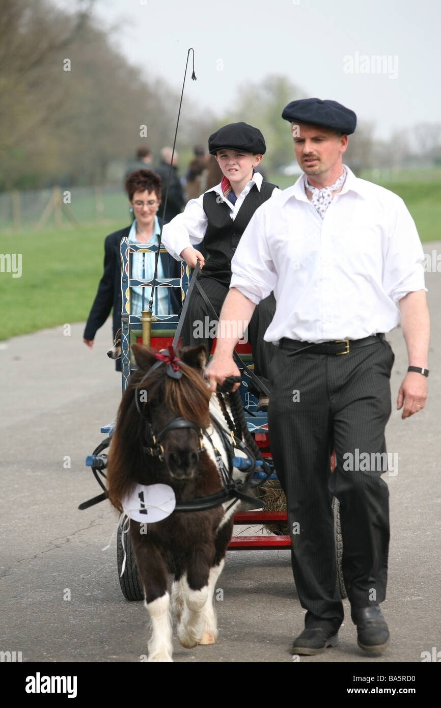 Horse pulling a carriage at the London Harness Horse Parade Stock Photo