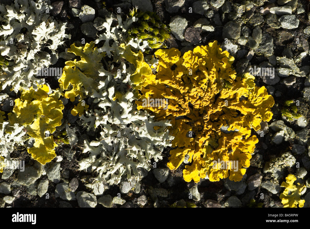 Lichen - Cavenularia hutenii (grey) and Xanthoria aureola (yellow). Stock Photo