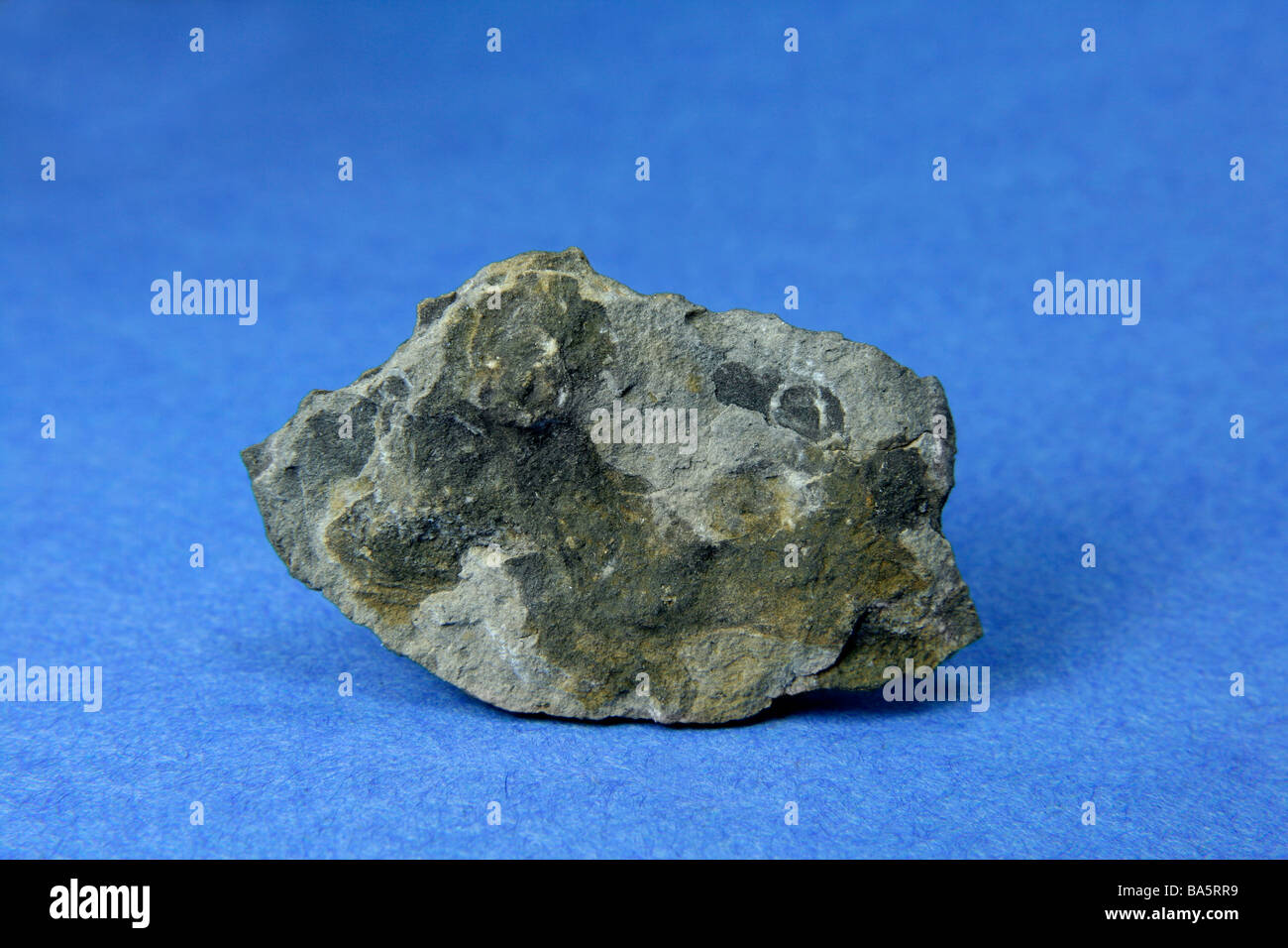 Petroliferous limestone chip Devonian Iowa Stock Photo Alamy