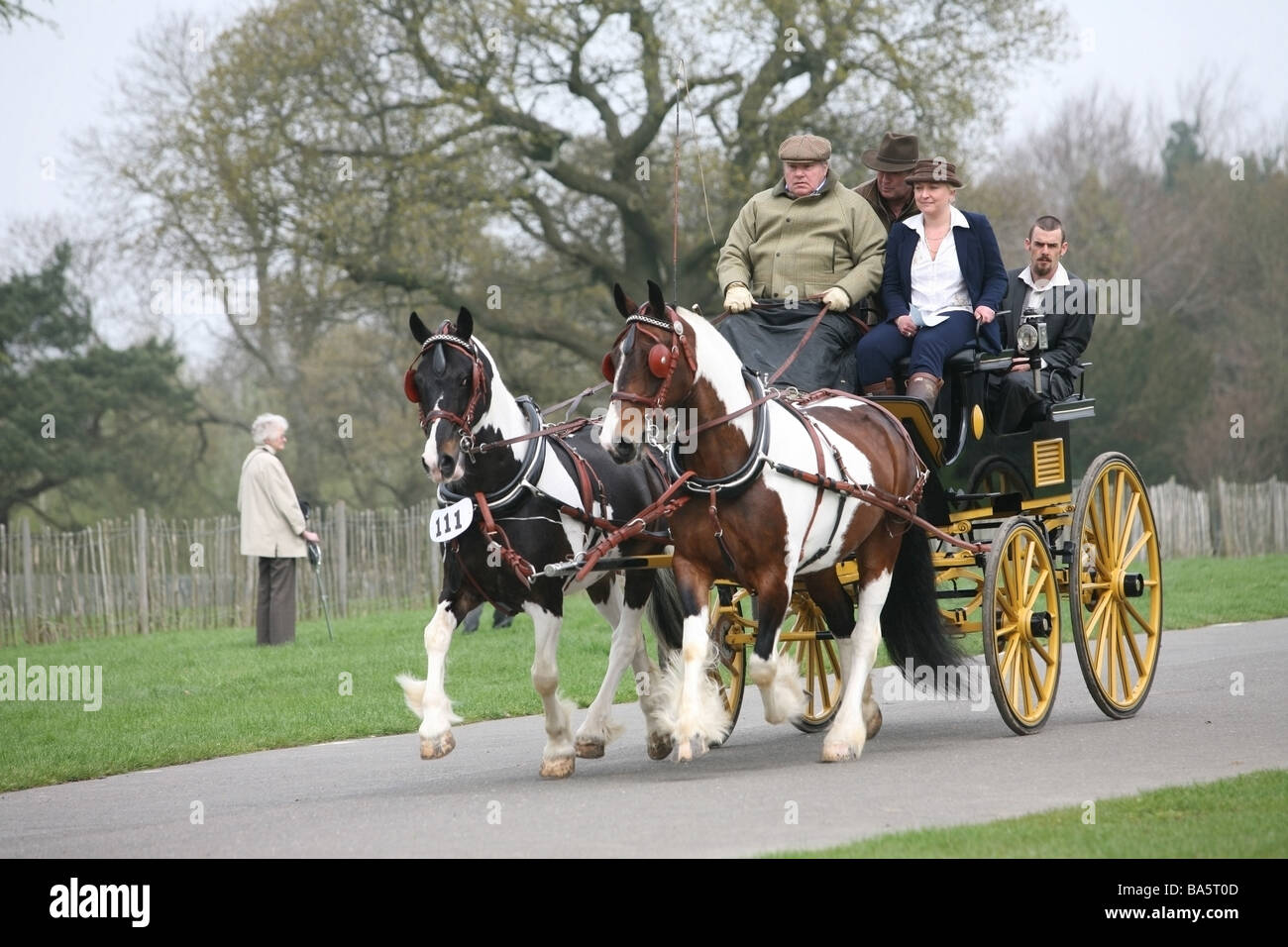Horses pulling a carriage at the London Harness Horse Parade Stock