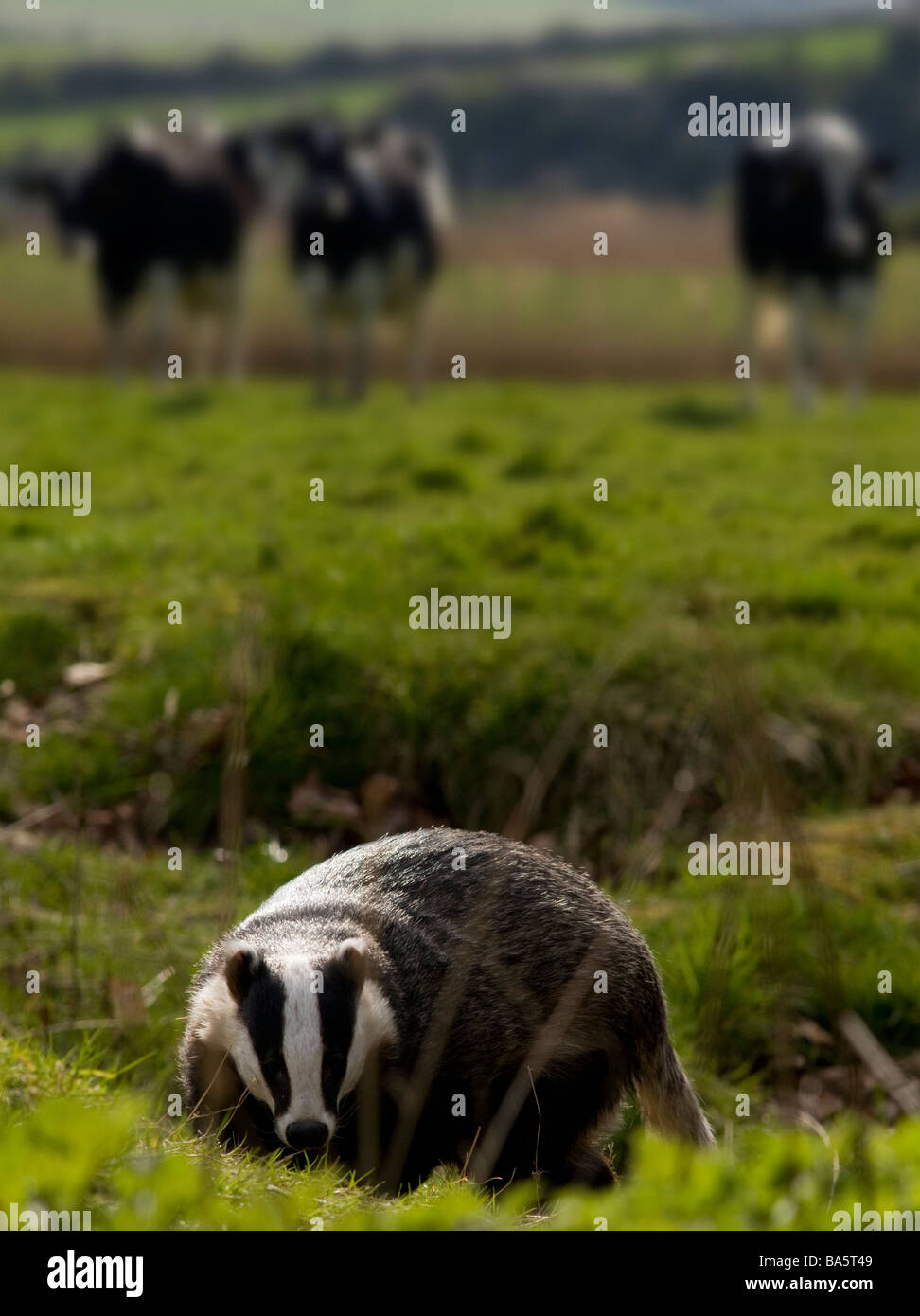 European Badger Meles meles Stock Photo