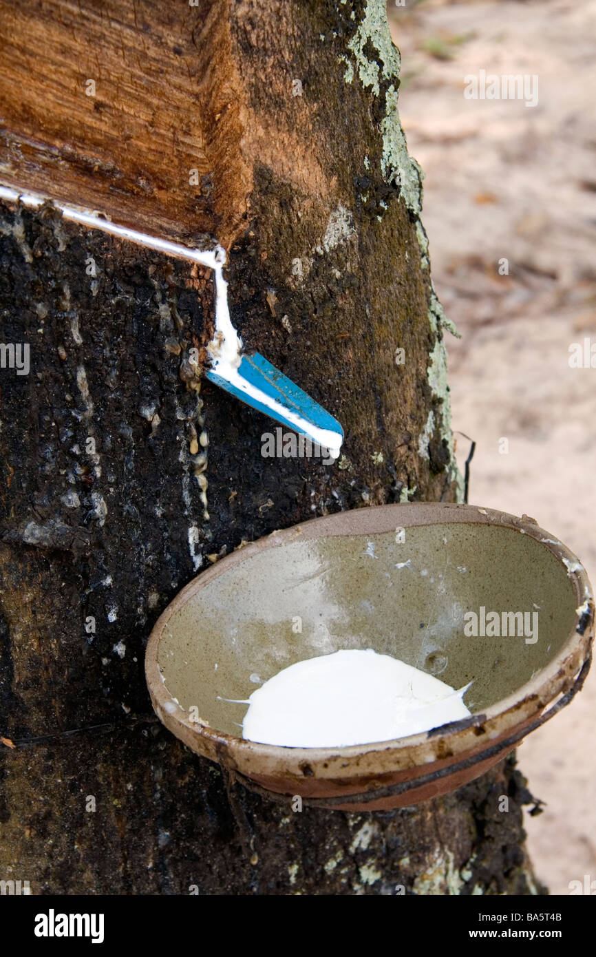 Latex being collected from a rubber tree on a plantation near Tay Ninh Vietnam Stock Photo