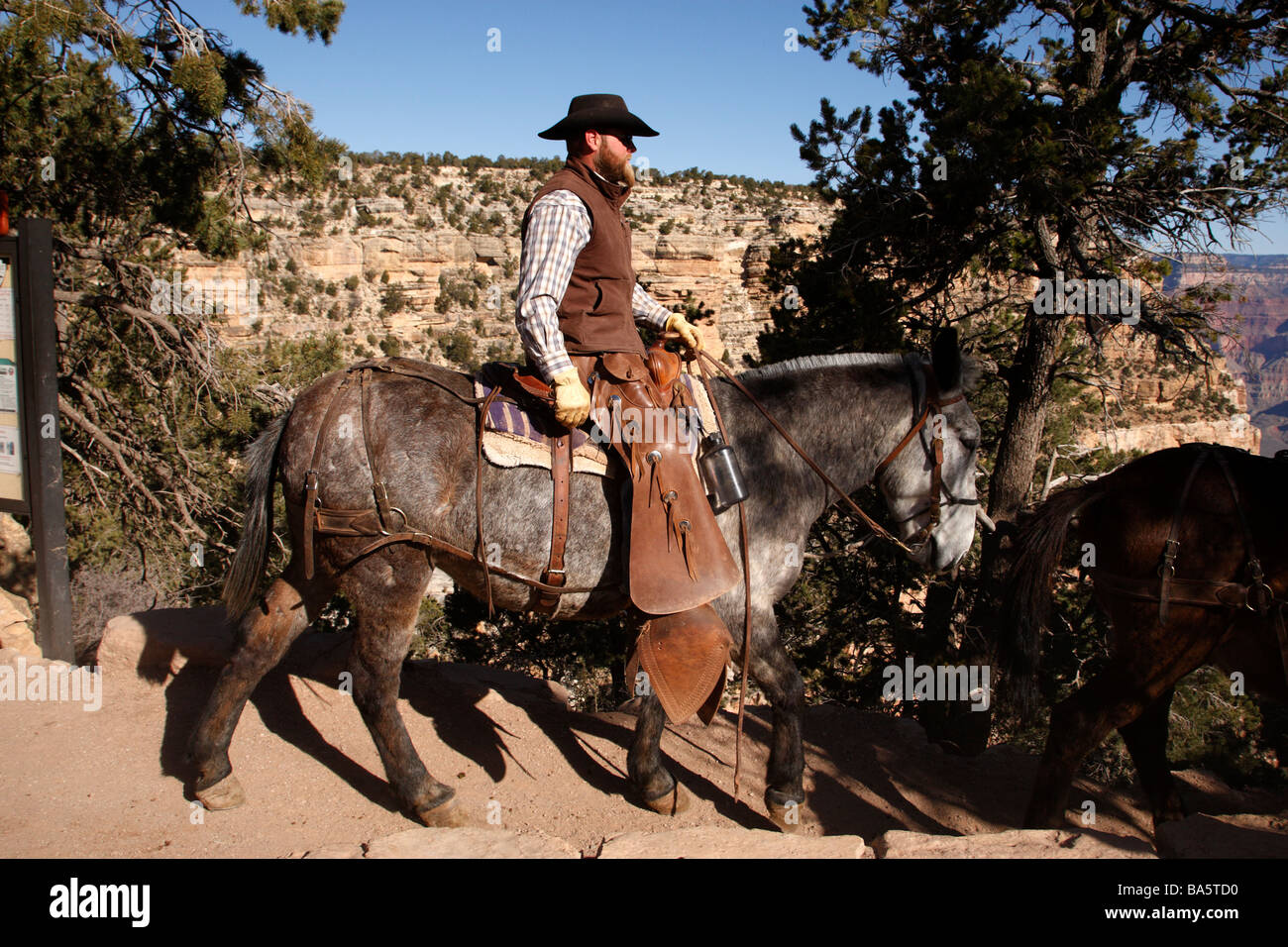 cowboy leading a mule ride at the start of the bright angel trail grand