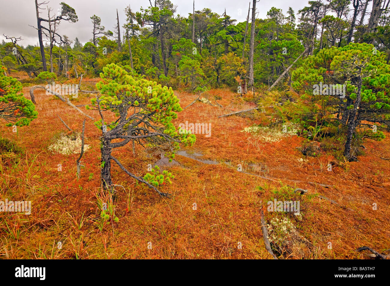 Distorted Shore Pine trees Pinus contorta var contorta and Sphagnum moss Sphagnum cymbifolium growing in the bog along the Shore Stock Photo