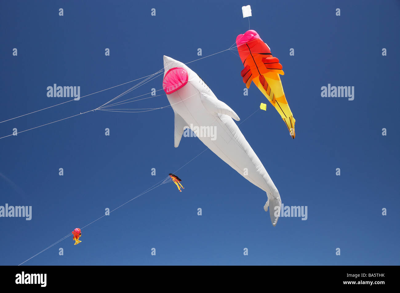 Fish Kite and Shark Kite Dunedin Otago South Island New Zealand Stock