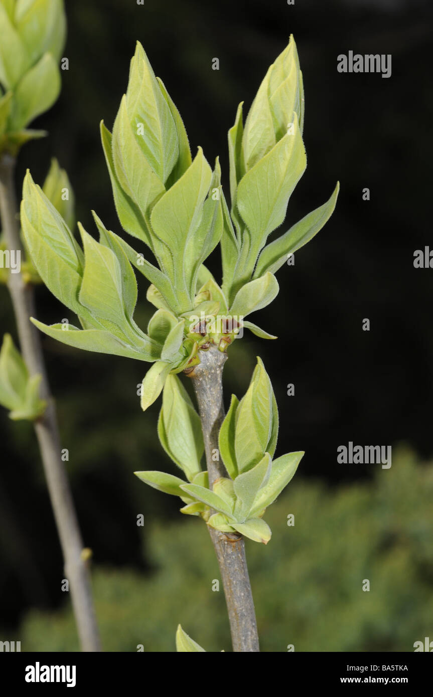 Syringa vulgaris Common Lilac buds Scarsdale NY USA Stock Photo Alamy