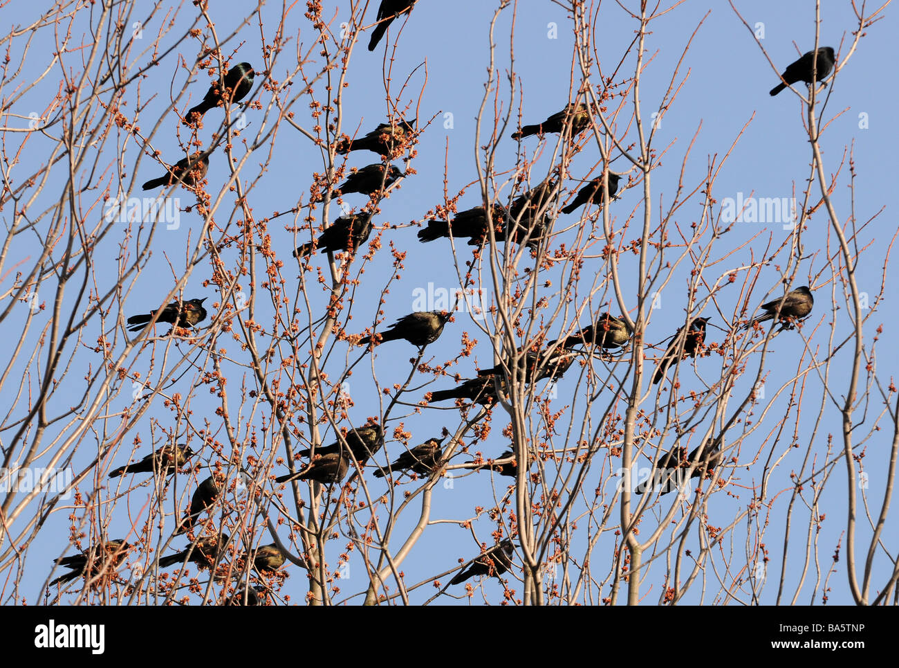 Blackbirds sitting, pointing in same direction, flying through the branches of a tree on a beautiful spring, summer, autumn day Stock Photo