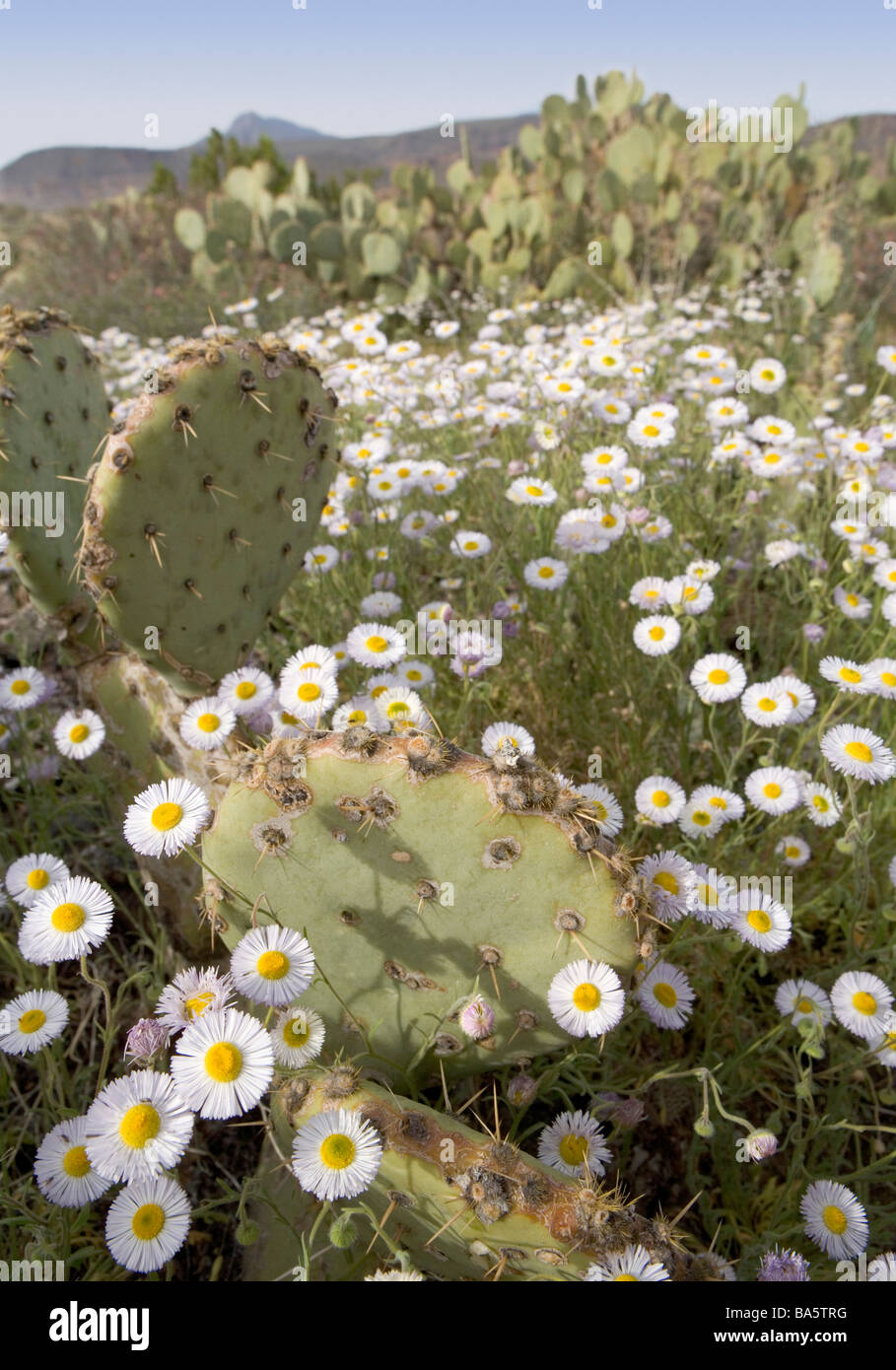 Spreading desert Fleabane daiseys blooming all around a prickly pear cactus in Arizona Erigeron divergens Stock Photo