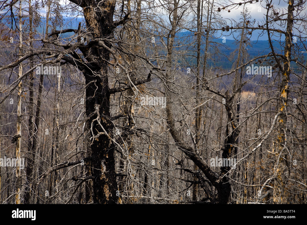 Yellowstone fire 1988 hires stock photography and images Alamy