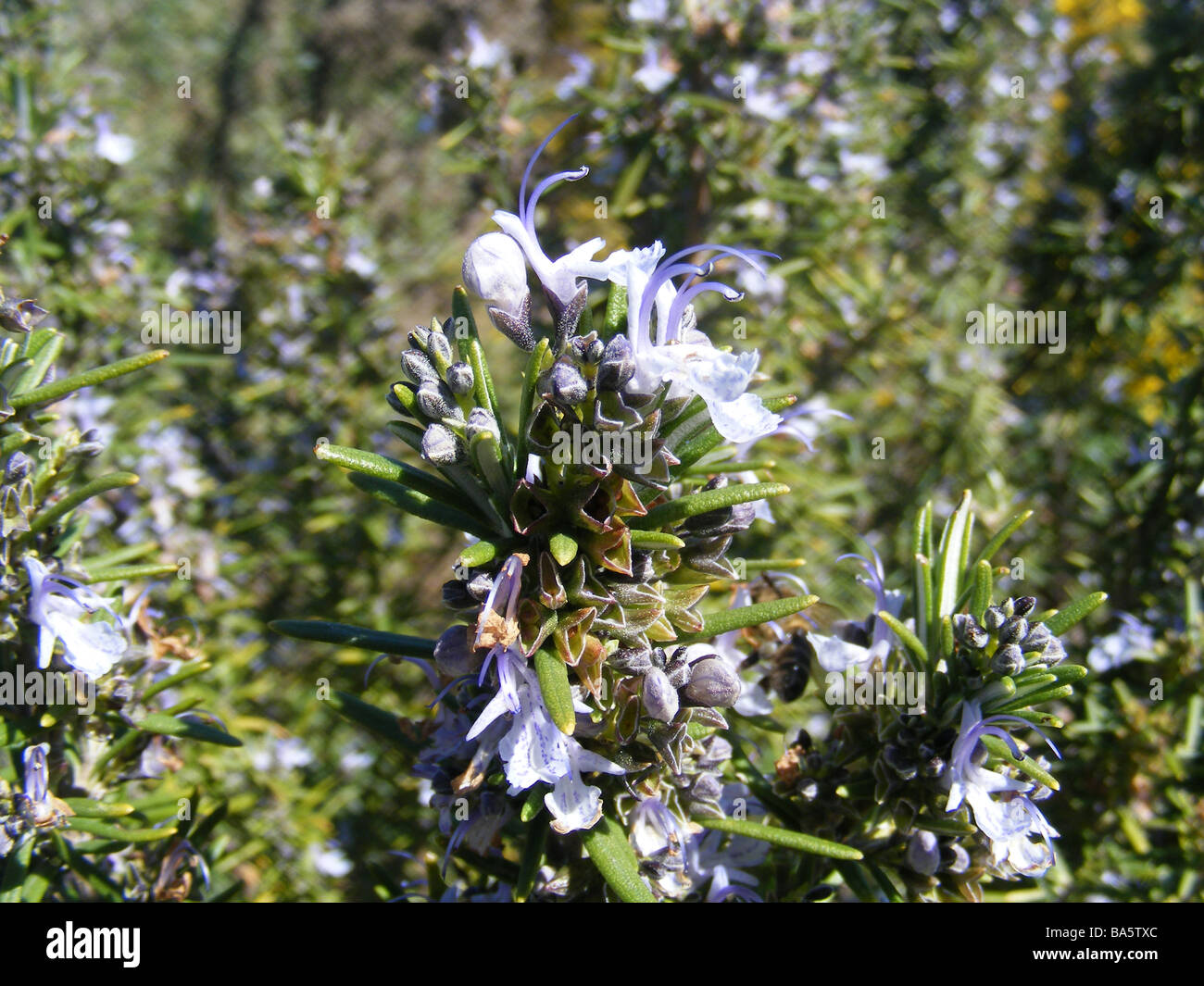 Rosemary in flower, Spain Stock Photo