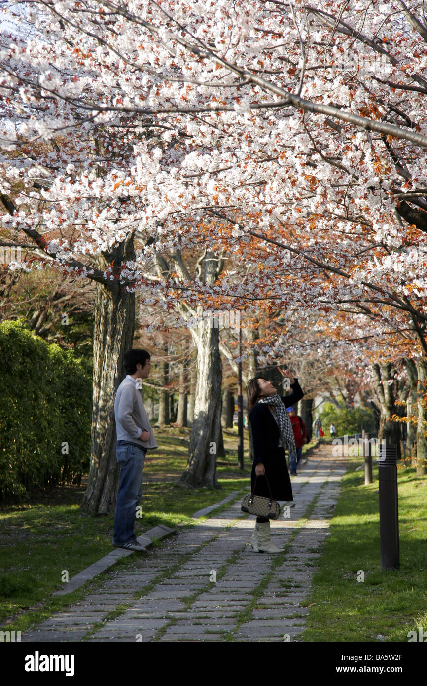 Young girl cherry blossom trees hires stock photography and images Alamy