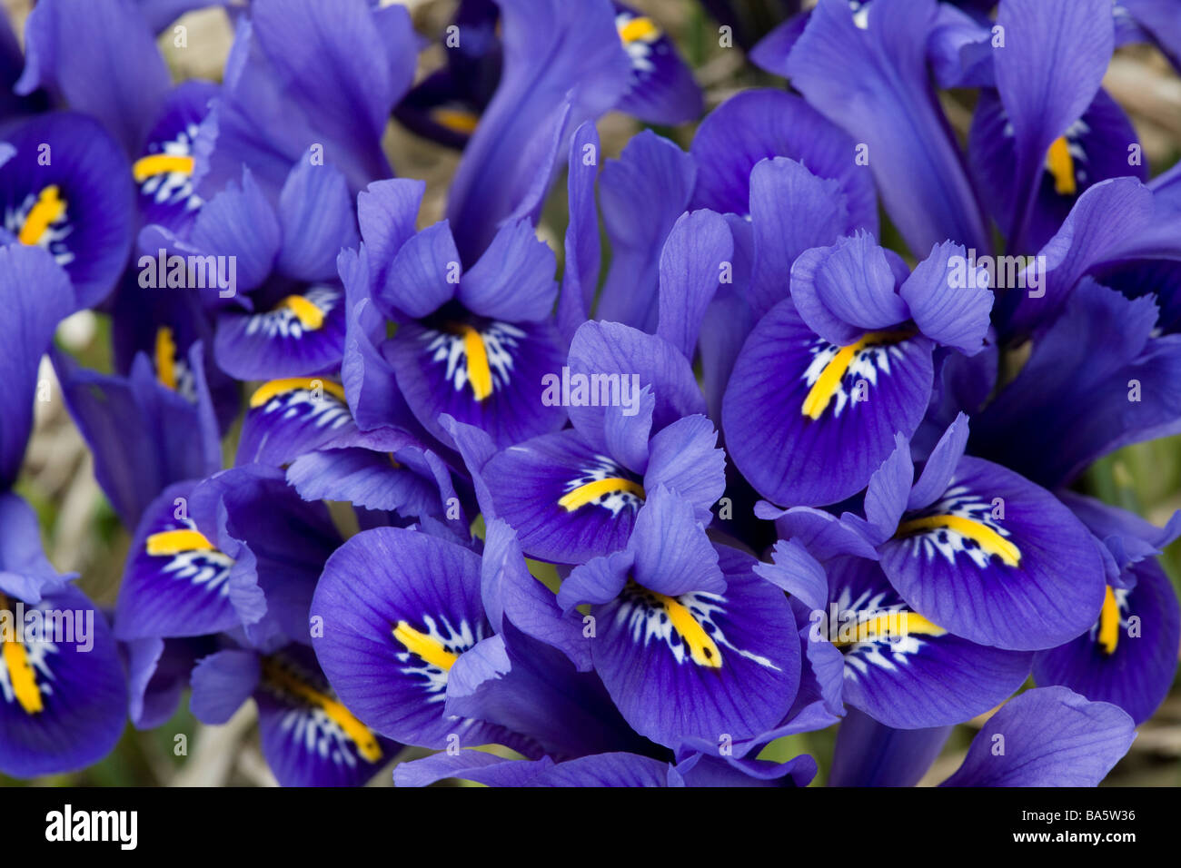 Iris reticulata, an early Spring blooming iris Stock Photo Alamy