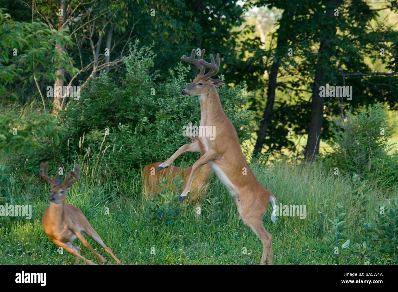 Old South - Fighting Bucks