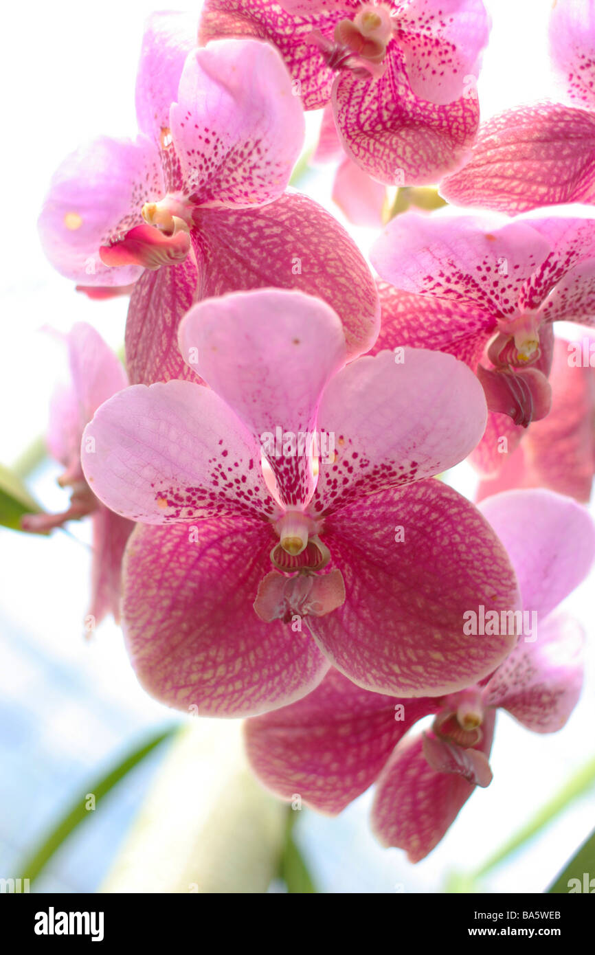 Vanda sanderiana  orchid in a greenhouse Stock Photo