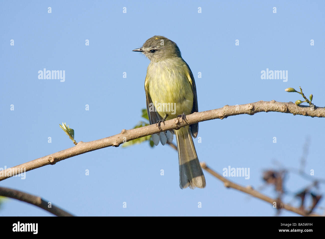 Greenish Elaenia Stock Photo