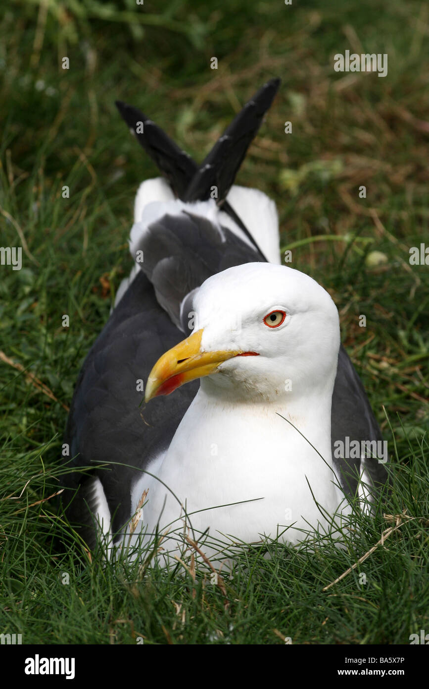 Portrait Of Lesser Black-backed Gull Larus fuscus Sat In Grass At South Stack RSPB Reserve, Anglesey, Wales, UK Stock Photo