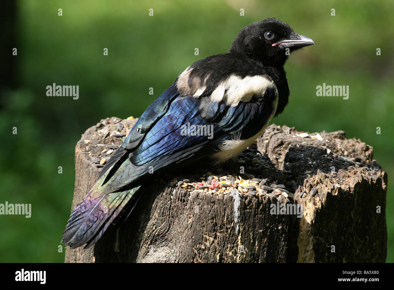 Black-billed Magpie Pica pica In Sunlight Showing Iridescent Plumage Stock Photo