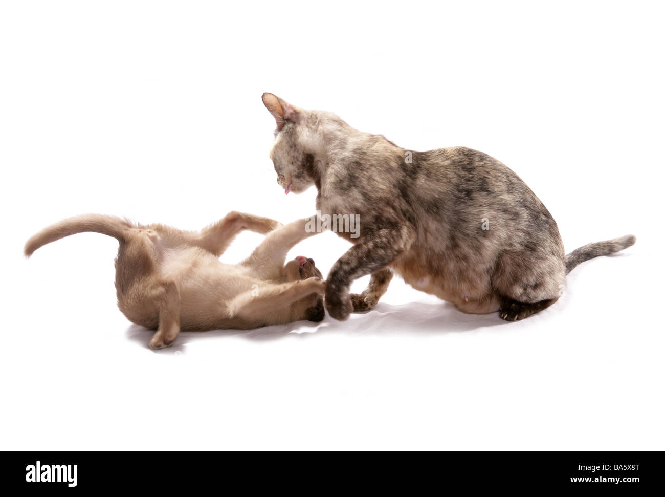 Mum Cat and kitten playing studio Stock Photo