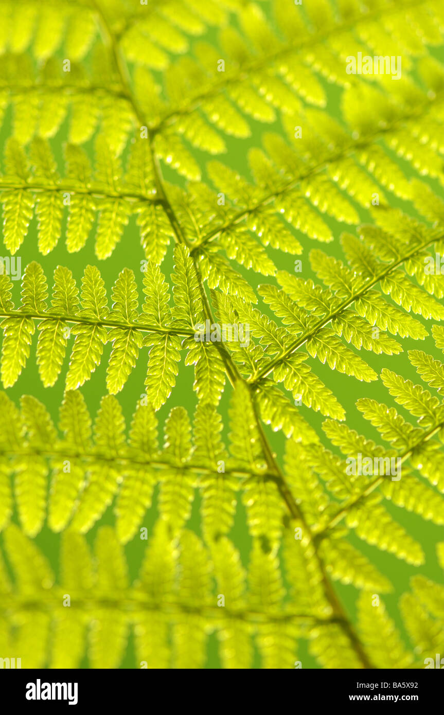 Worm-fern Dyopteris filix-mas leaf close-up fern fern-leaf fern-plant fronds dusters leaf feathered finely filigree leaf-green Stock Photo