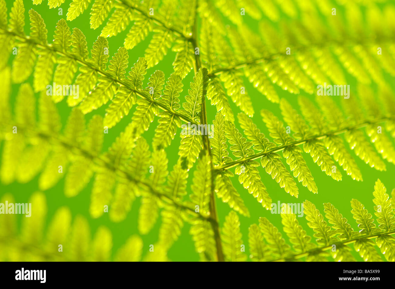 Worm-fern Dyopteris filix-mas leaf close-up fern fern-leaf fern-plant fronds dusters leaf feathered finely filigree leaf-green Stock Photo
