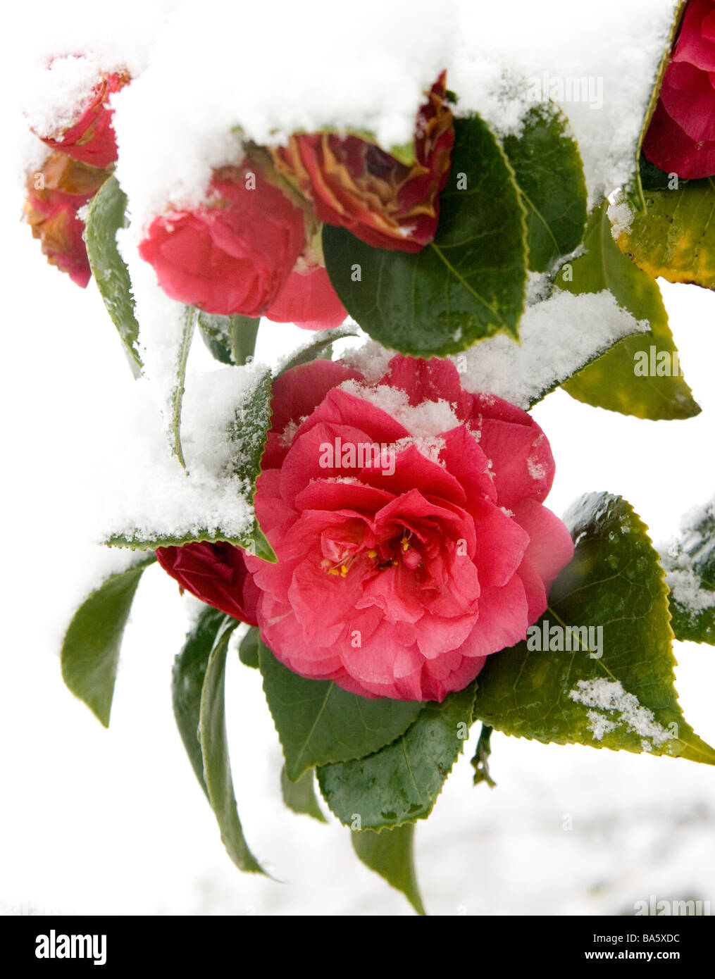 Red camellias on snow-covered bush Stock Photo