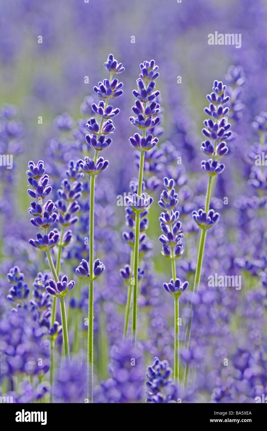 Flowers real lavender Lavandula angustifolia detail blooms series plants gardenflowers petals