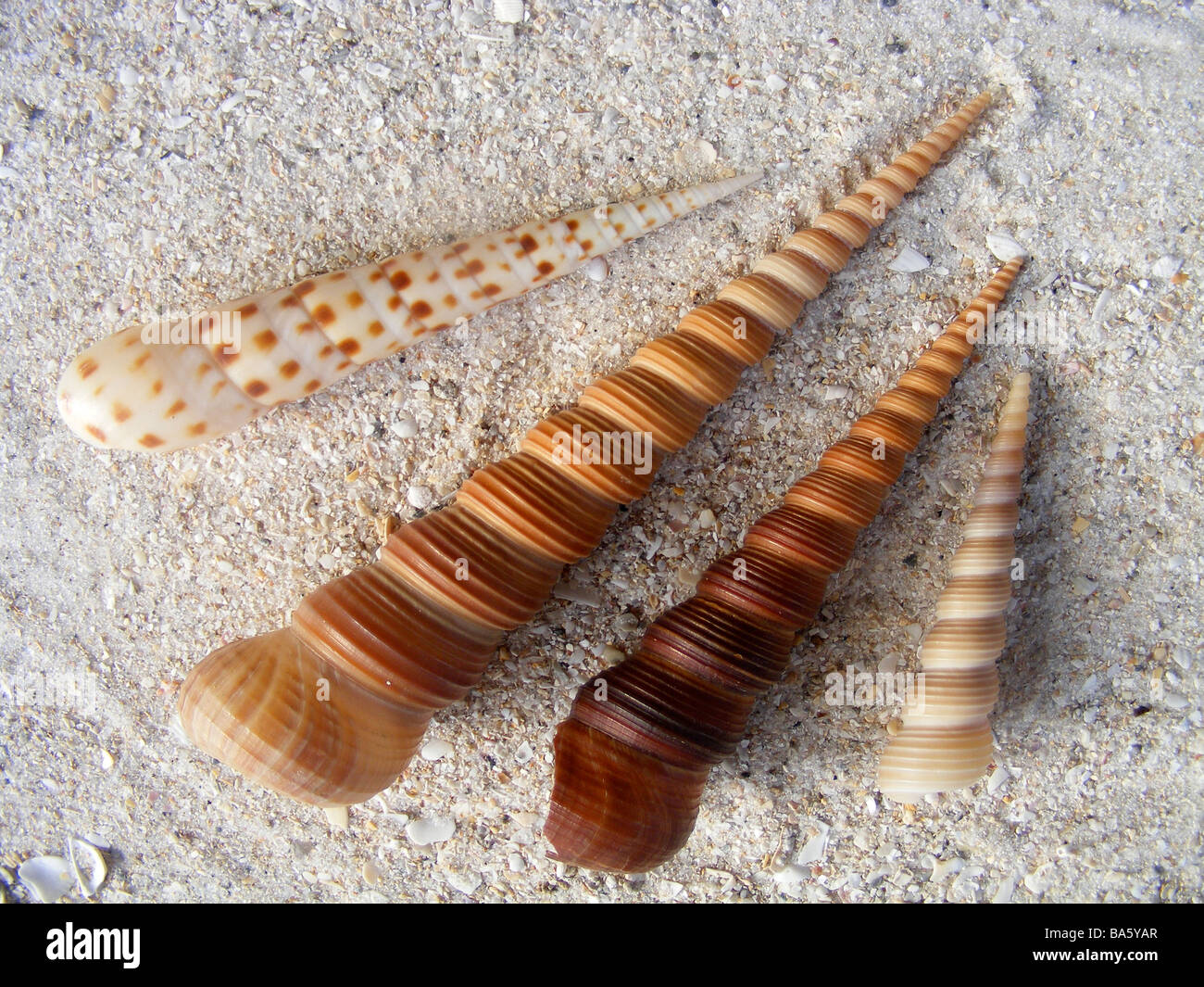 seashells on beach Stock Photo Alamy