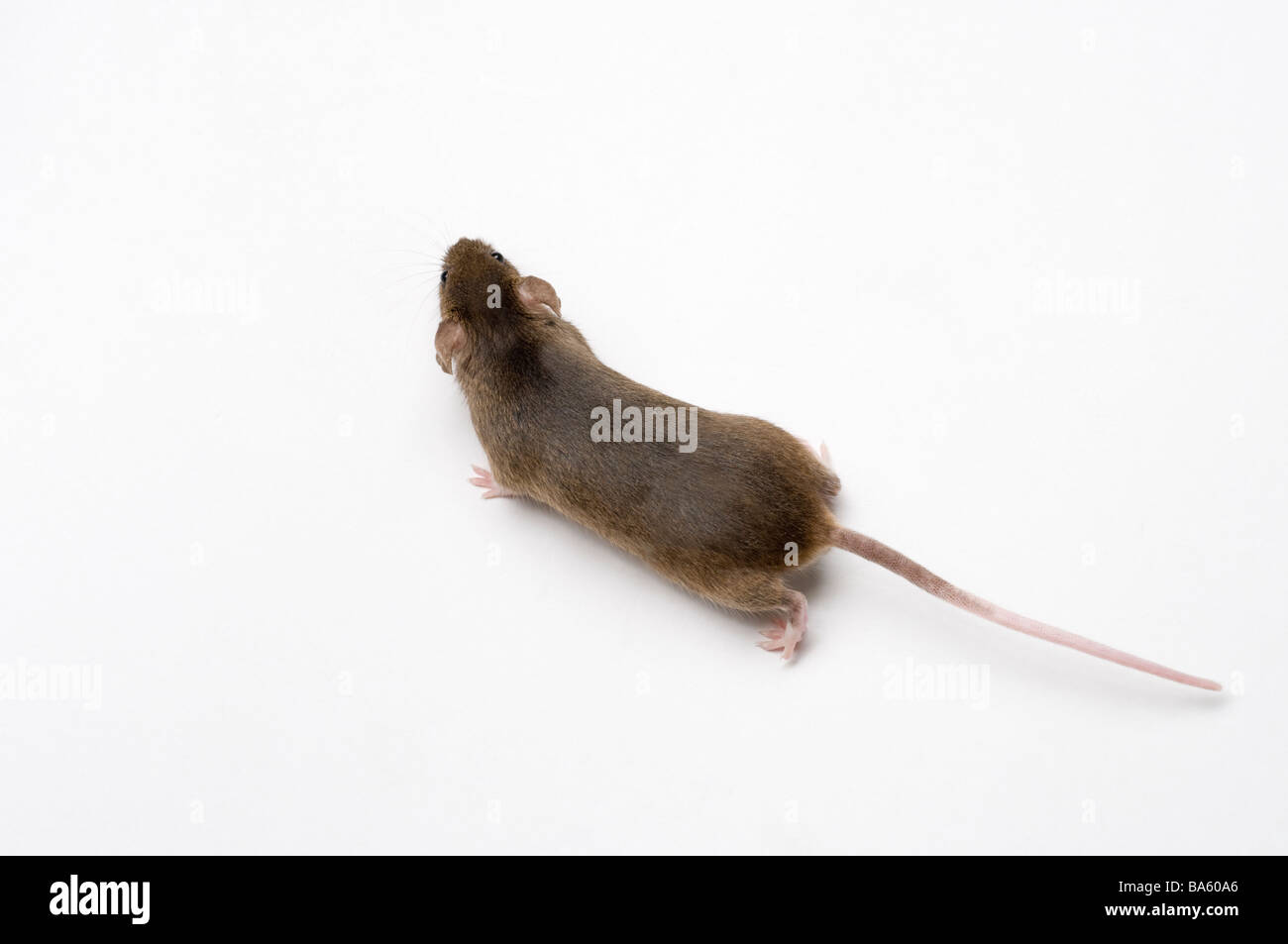 House Mouse Mus musculus Stock Photo