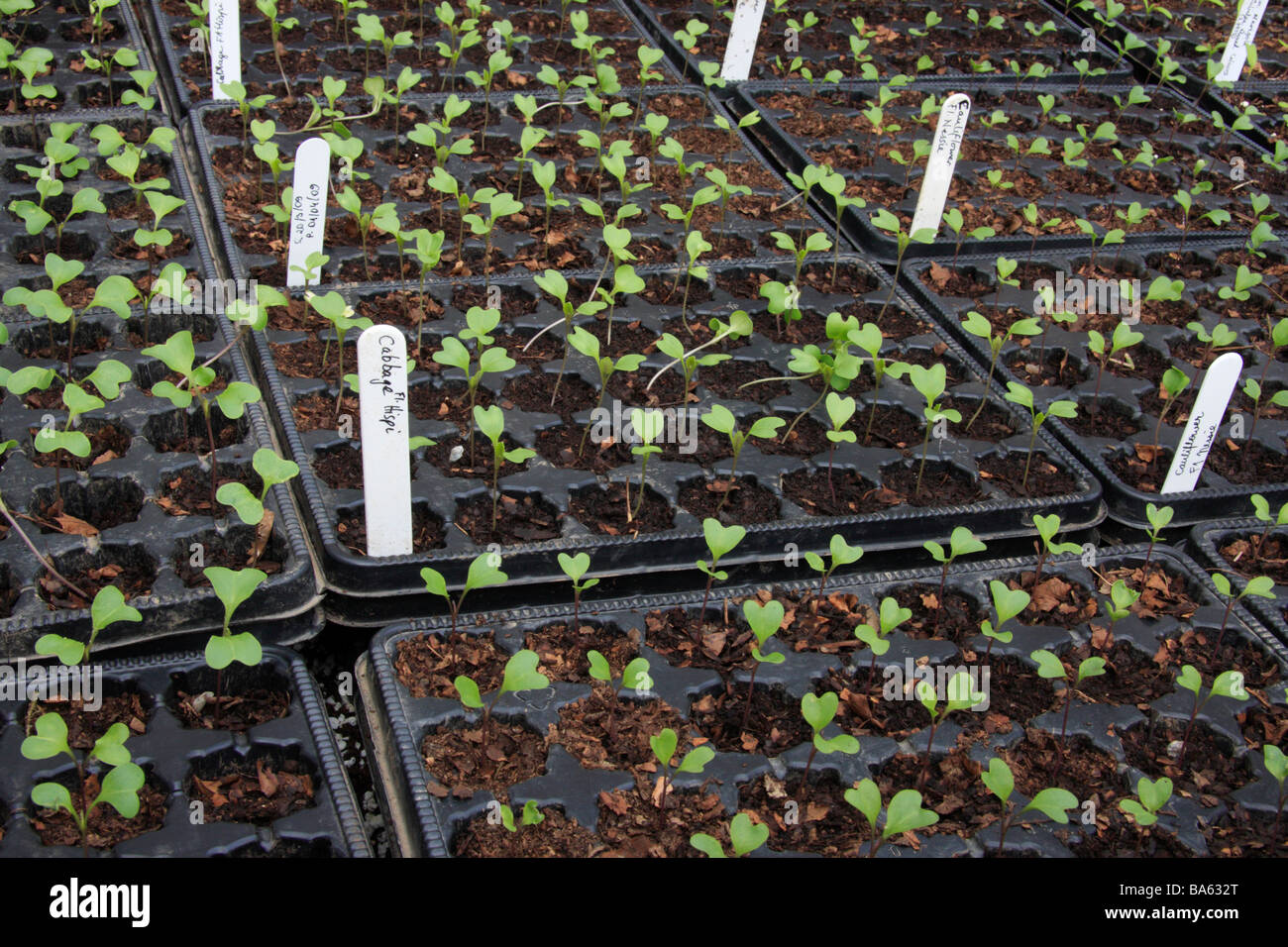Trays of vegetable seedlings Stock Photo