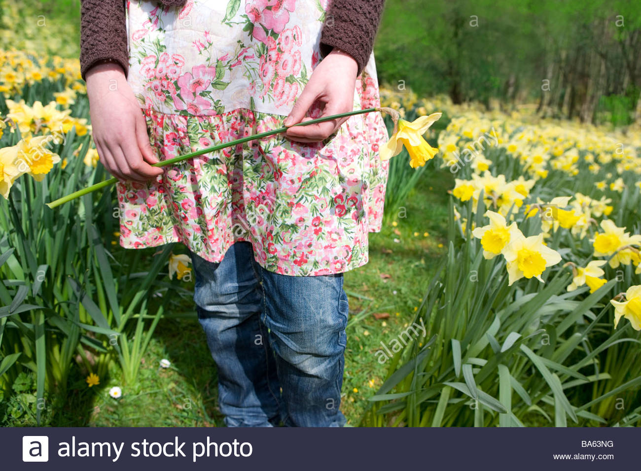 Child Daffodil Stock Photos & Child Daffodil Stock Images Alamy