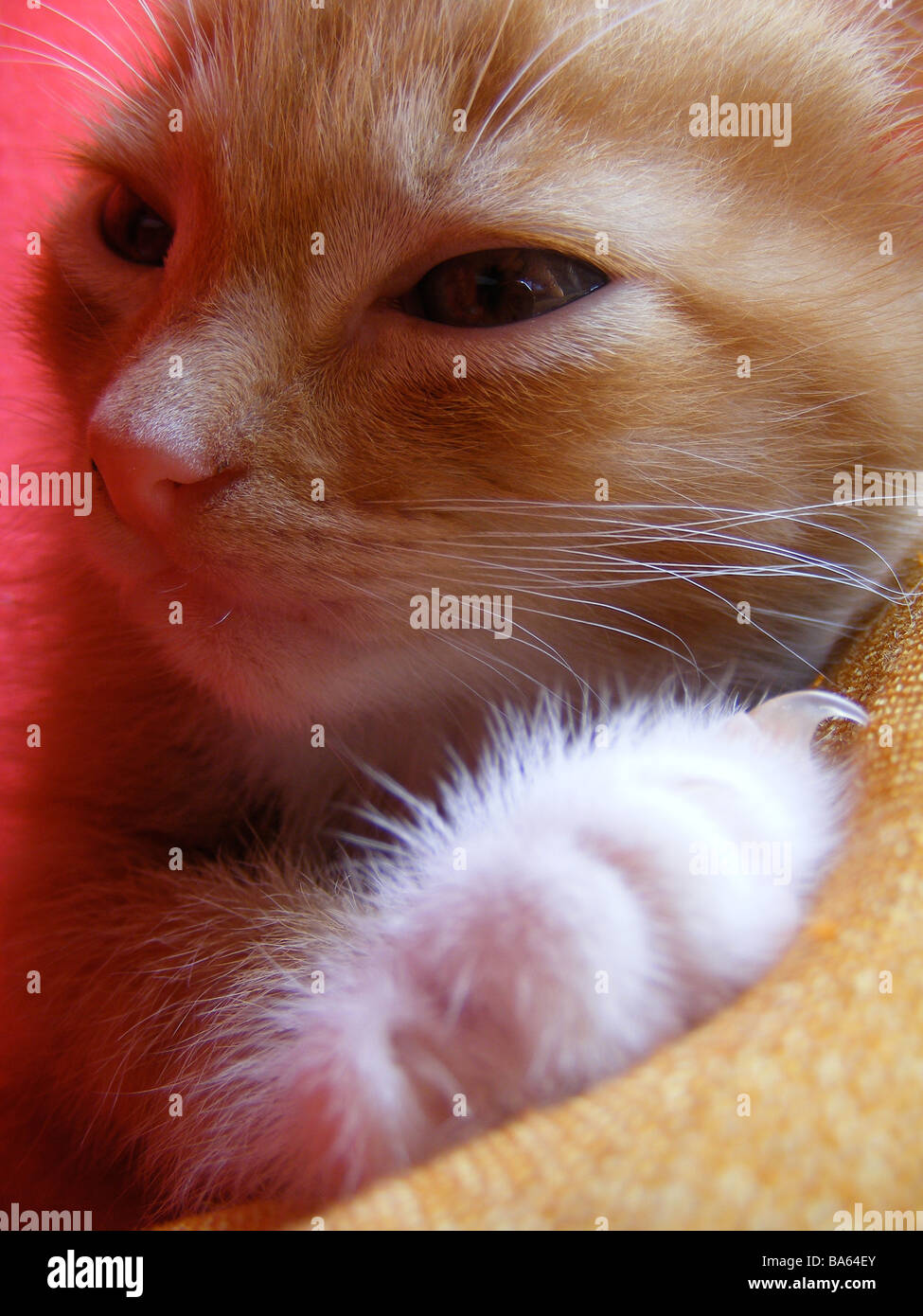 ginger kitten Stock Photo
