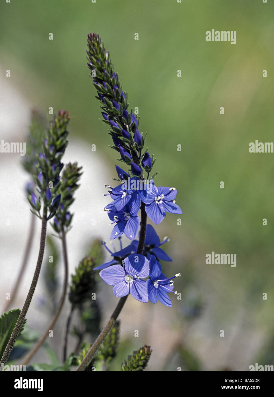 Austrian special award Veronica Austriaca detail blooms plants flowers