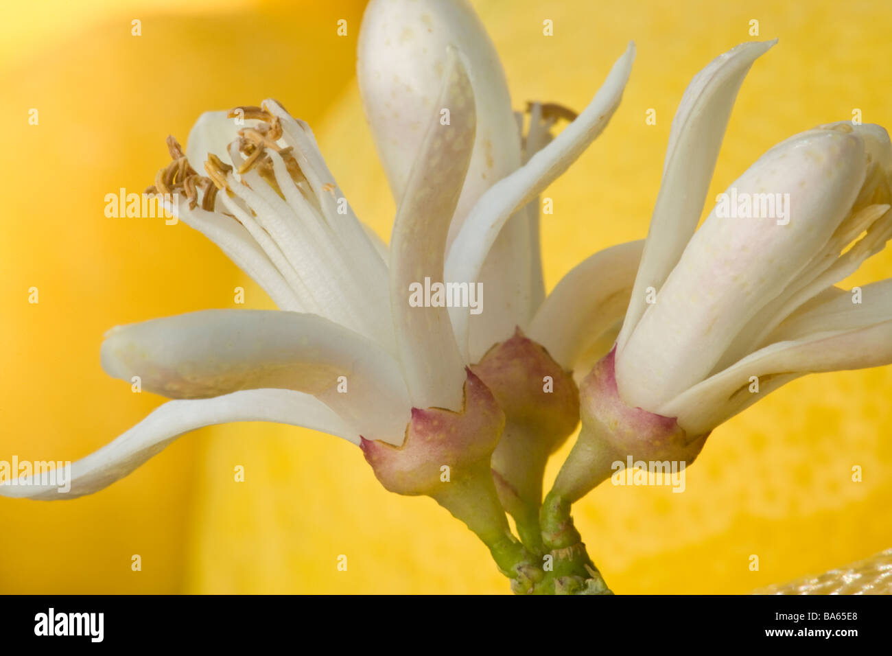 Lemon Blossoms . Stock Photo