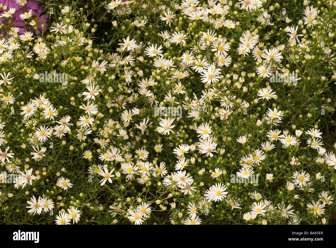 Aster ericoides Monte Cassino syn Aster pringlei Monte Cassino, Asteraceae Stock Photo