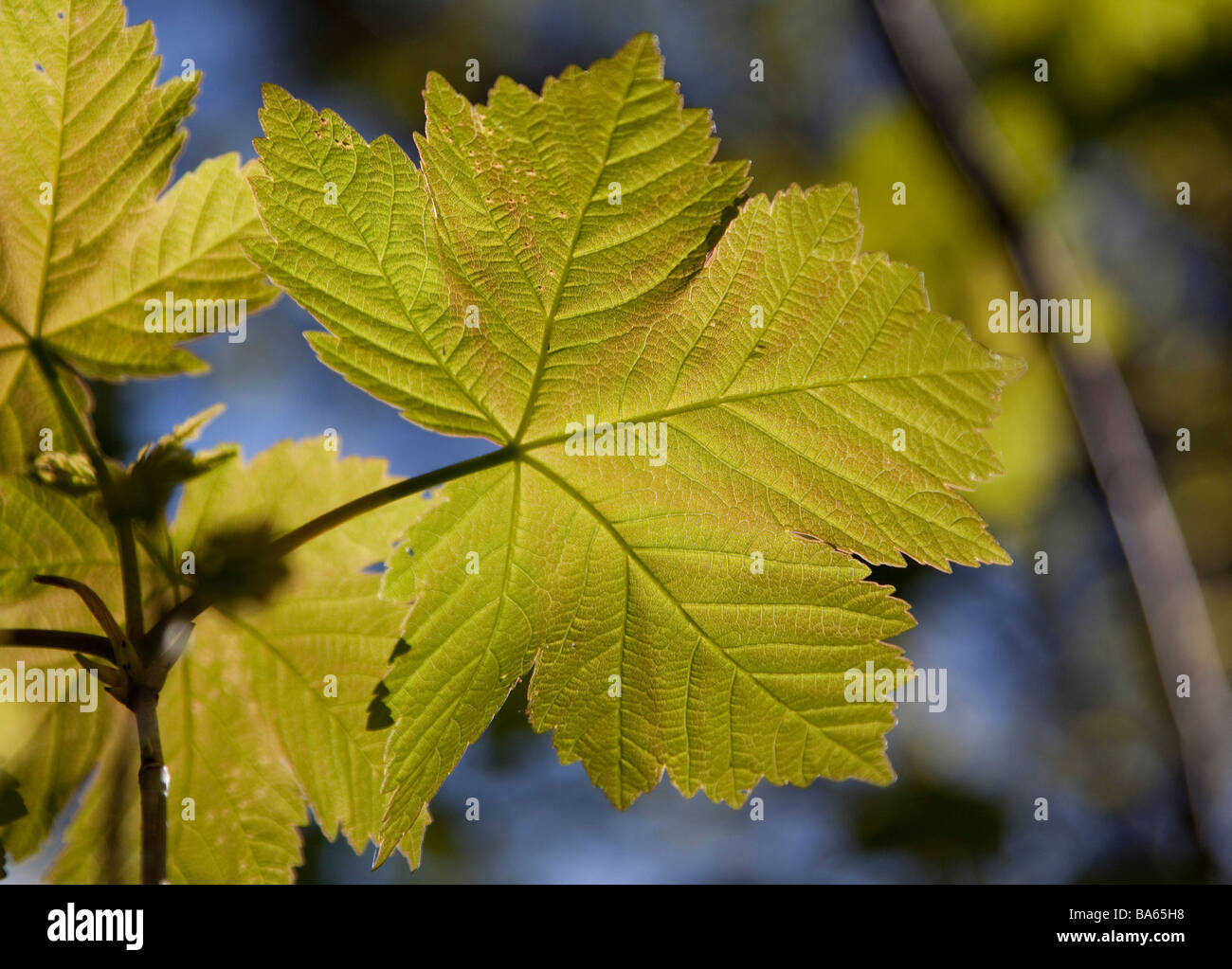 Back lit sycamore leaves hi-res stock photography and images - Alamy