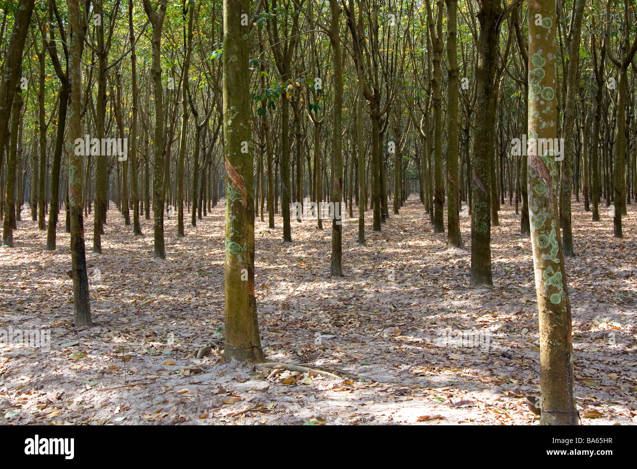 Rubber tree plantation near Tay Ninh Vietnam Stock Photo